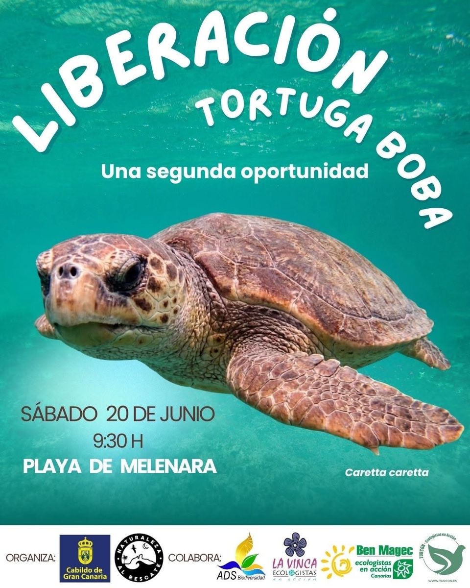 Loggerhead Turtle Release at Melenara Beach